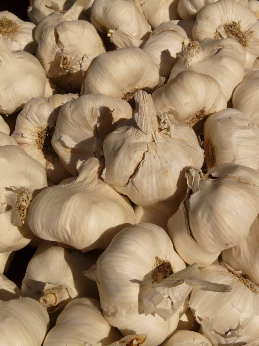 Garlic