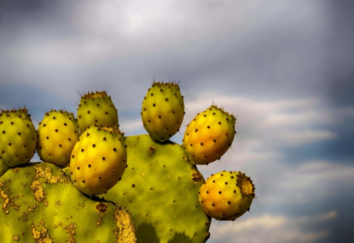 Prickly Pear
