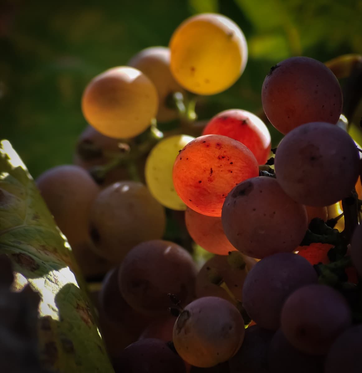 Table Grapes