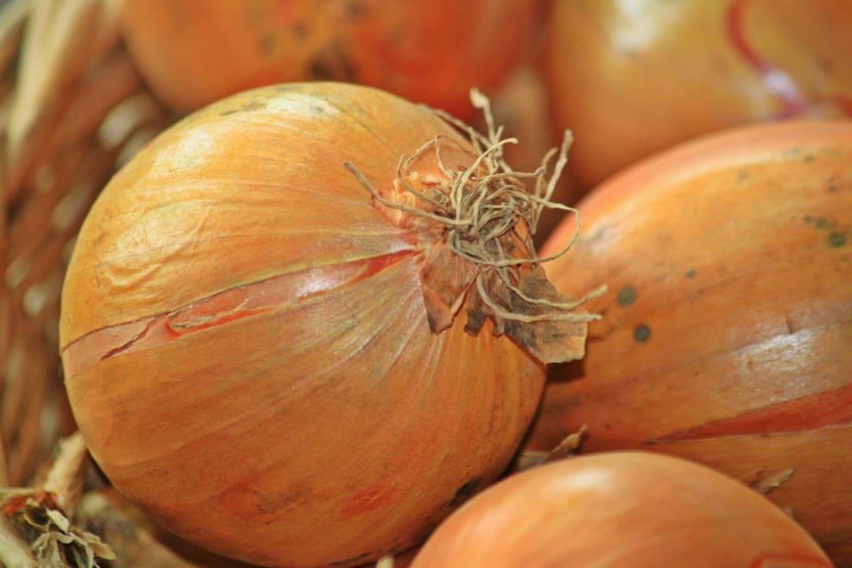Yellow Onion